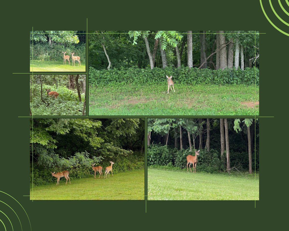 Deer sightings around the Brookhaven property